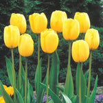 Yellow Tulip Bulb for Planting - Ships from Iowa, USA - Stunning Pure Yellow, Vibrant and Bright
