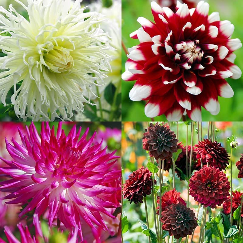 Delightful Dahlia Flower Bulb Mix - Huge Exotic Showy Blooms - Assorted Colors - Ships from USA