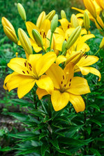 Yellow Power Asiatic Lily Bulbs for Planting - Stunning Yellow Blooms for Garden or Container Growing