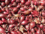 Holland Red Shallots Bulbs (Bag of 10) Plant Spring and Fall