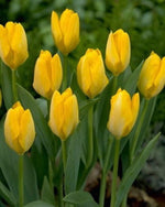 15 Nice Yellow Tulip Bulbs Flowers for Garden Planting Perennial Flower Fall Planting
