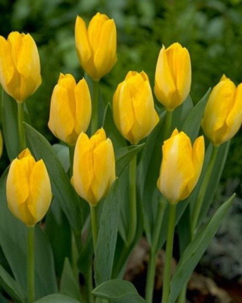 15 Nice Yellow Tulip Bulbs Flowers for Garden Planting Perennial Flower Fall Planting