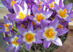 10 Tricolor Crocus Bulbs for Planting - Easy to Grow - Made in USA, Ships from Iowa