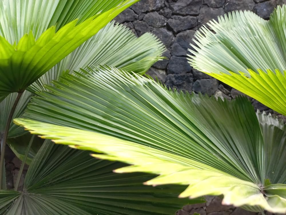 5 Taraw Palm Seeds for Planting - Livistona saribus - Great Indoor Plant