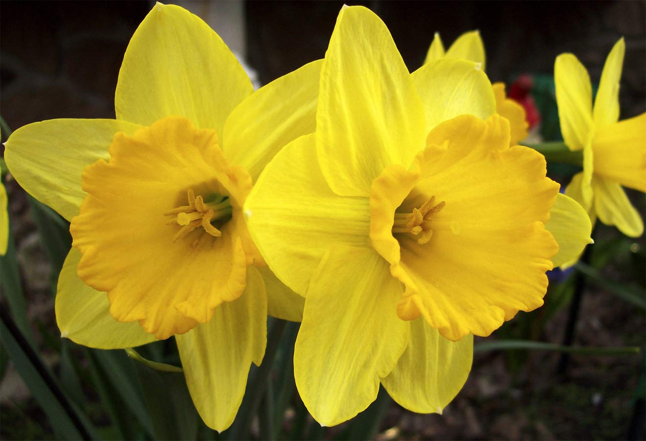 Dutch Master Daffodil 100 Bulbs - 12/14 cm Bulbs