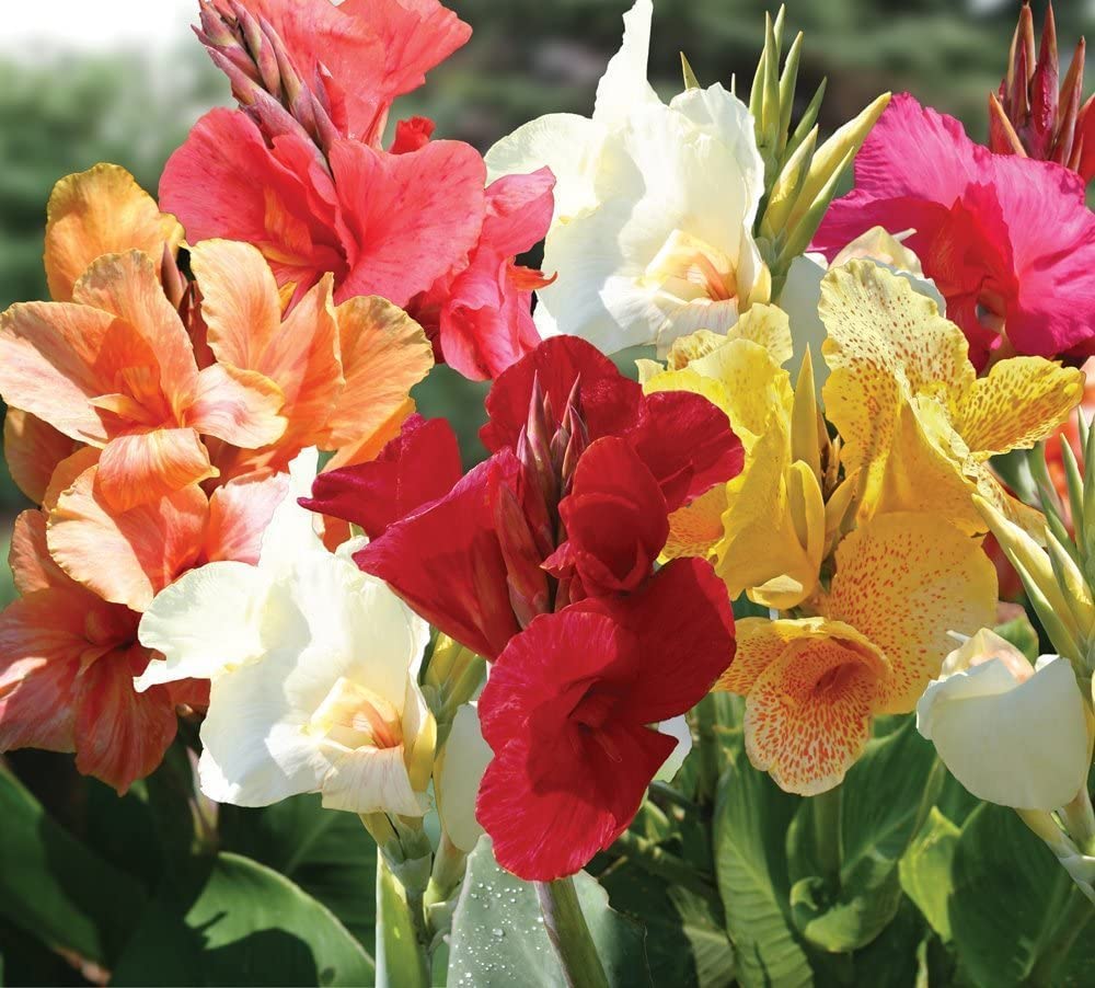 Mixed Tall Canna Lily Value Bag - Assorted Canna Lilies Red, Yellow, Pink