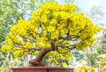 Apricot Bonsai Tree Seeds - 3 Large Seeds for Planting - Stunning Yellow Flowers and Fruit Bearing.