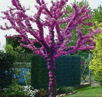 Judas Tree Seeds for Planting - 30 Seeds - Flowering Tree Prized for Yard, Garden or as Bonsai