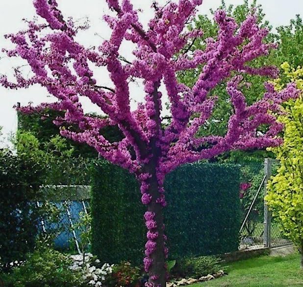 Judas Tree Seeds for Planting - 30 Seeds - Flowering Tree Prized for Yard, Garden or as Bonsai