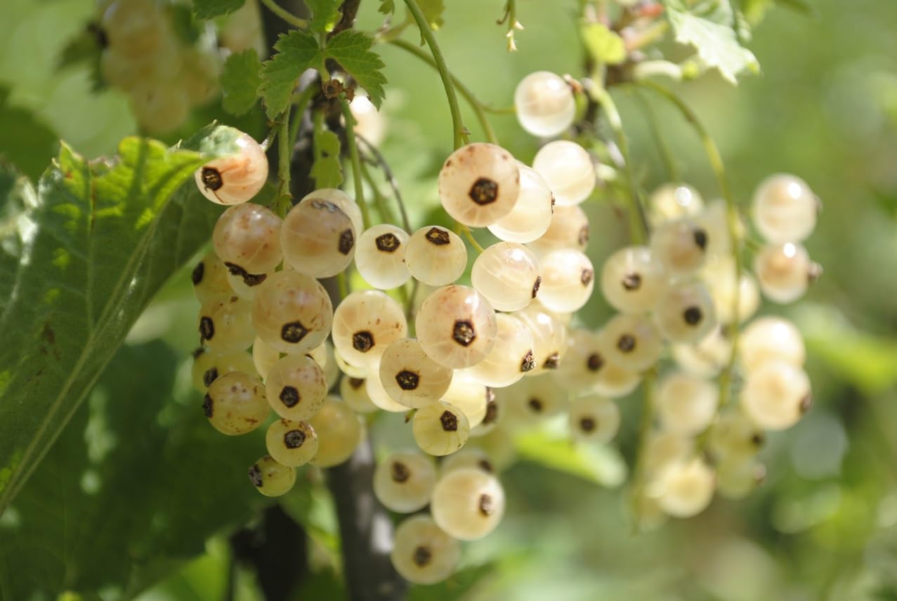 White Currant Berry Plants to Grow (Imperial) - Easy to Grow Rooted Plants