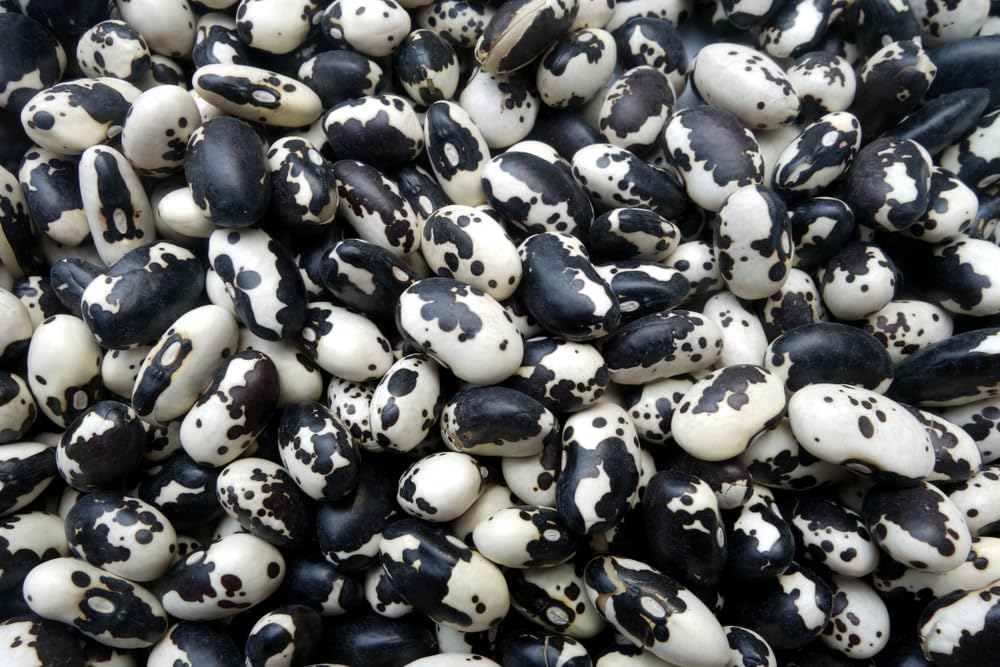 Calypso Bean Seeds for Planting (20 Seeds) - Delicious and Easy to Grow