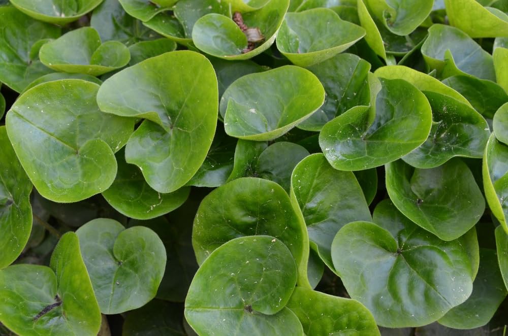 European Ginger Plants for Growing, Easy to Grow Shade Perennial, Healthy Rootstock