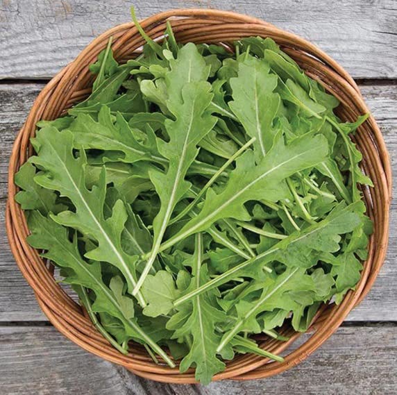 Arugula Uber Seeds for Planting (50 Seeds) - Big Yields and Fast Growing Garden Vegetable
