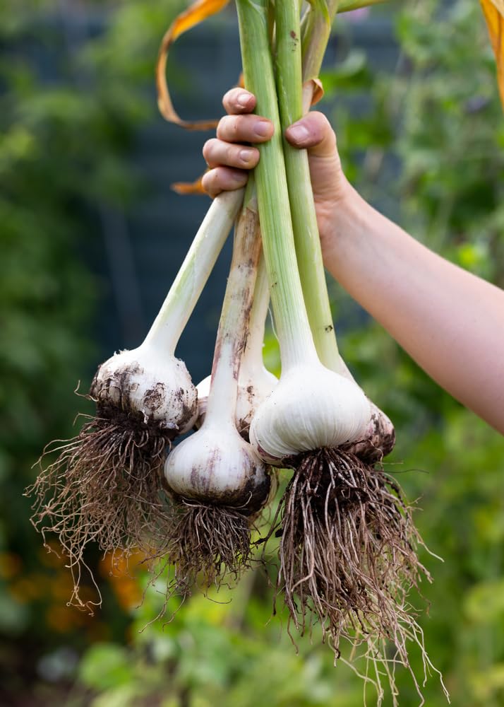 Fresh Elephant Garlic Cloves for Planting - Easy to Grow Your Own Food