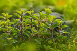 100 Sweet Marjoram Seeds for Planting - Origanum majorana - Perennial Herb