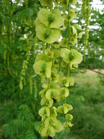 Wingnut Tree Seeds - 10 Seeds - Pterocarya fraxinifolia