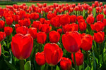 100 Fresh Red Tulip Bulbs for Planting - Easy to Grow - Made in USA, Ships from Iowa