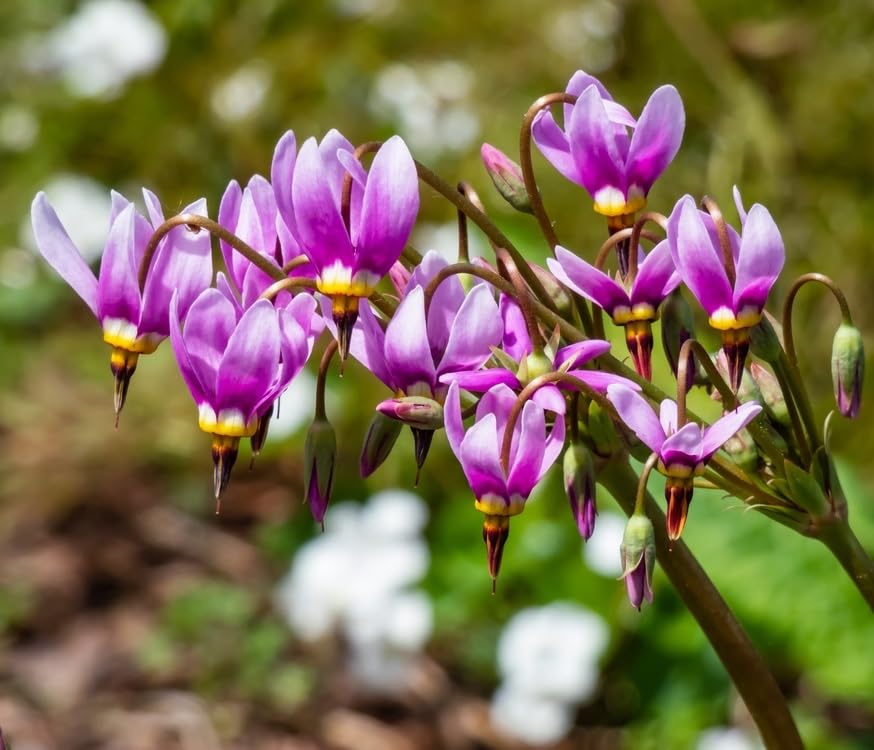 Shooting Star Wildflower Rootstock for Planting - 1 Year Old Plant, Ready to Produce