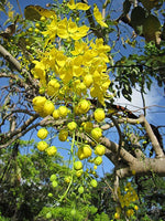 Golden Shower Tree Seeds for Planting (10 Seeds) - Stunning Weeping Yellow Blooms