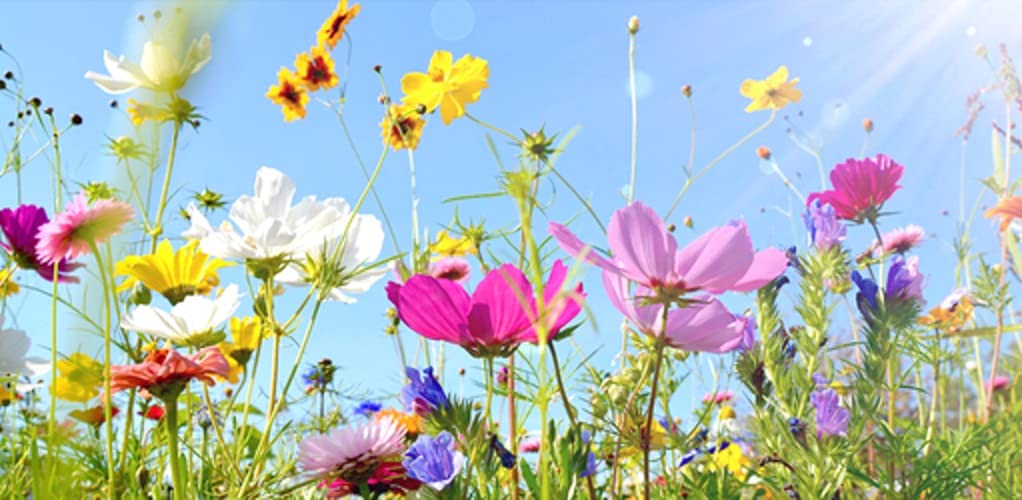 Drought Tolerant Wild Flower Seeds Kit - Open-Pollinated Bulk Flower Seed Mix for Beautiful Perennial, Annual Garden Flowers - No Fillers - Covers 10 sq ft.