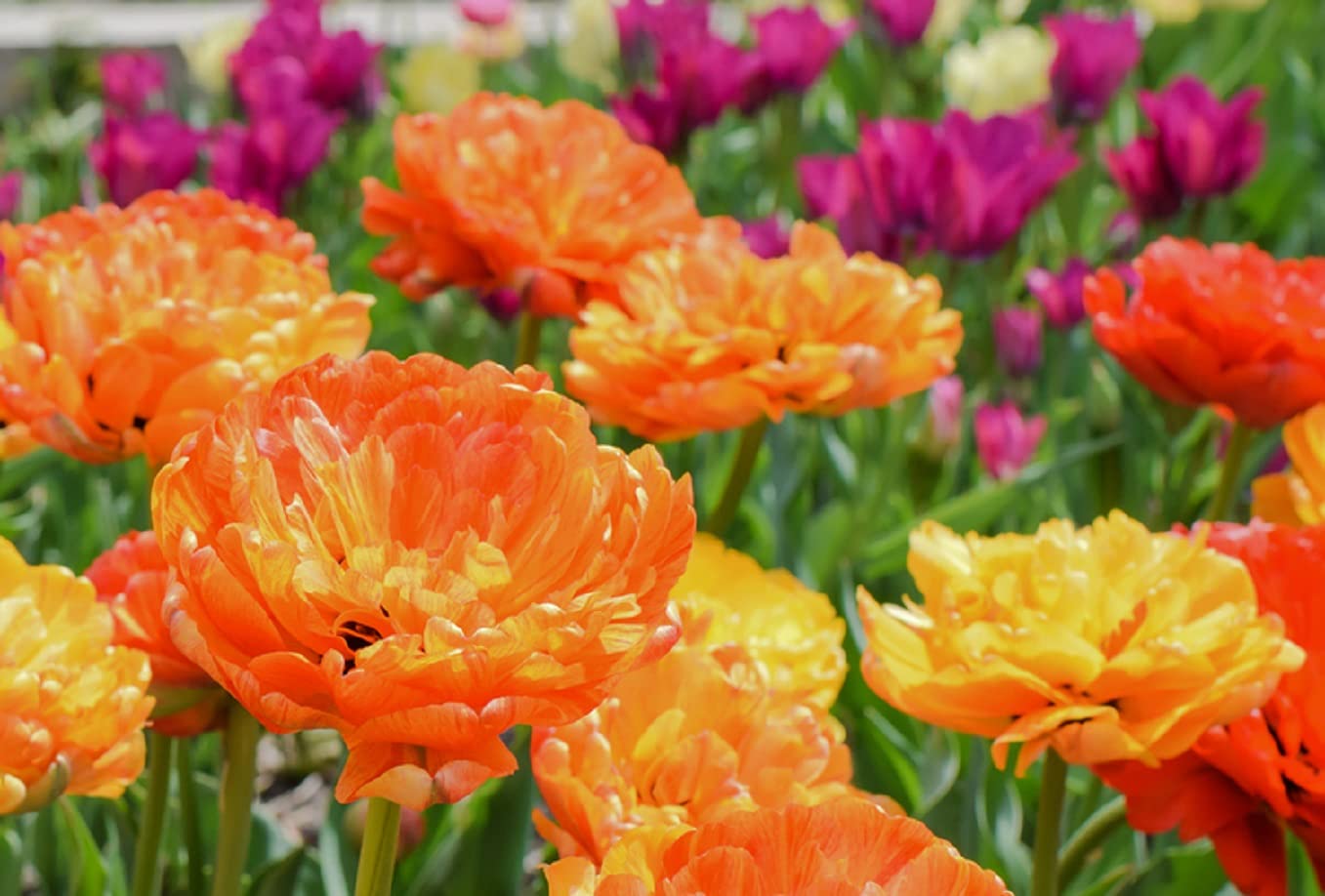100 Mixed Color Double Tulip Bulbs to Grow - Ships from Iowa, USA - Stunning Mixed Color Spring Tulips