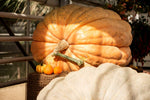 World Record Pumpkins | 10 Seeds | Grow Atlantic Giant Pumpkins