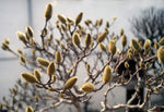 Rare Bonsai Pussy Willow Cutting - Thick Rootstock - Made in USA, Ships from Iowa