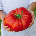 Beefsteak Tomato Seeds for Planting | 100 Seeds | Grow Delicious Beefsteak Tomatoes | Premium Heirloom Organic Seeds, Gardeners Choice