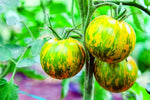 Green Zebra Tomato Seeds - 100+ Seeds, Made in USA - Grow Stunning Multi Color Tomato's