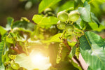 Jupiter's Acorn Tree Seeds for Planting - 2 Seeds - Dwarf Walnut