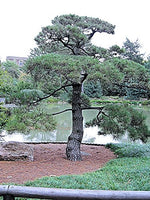 50 Japanese Black Pine Tree Seeds, Pinus Thunbergii