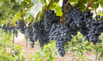 Wine Grape Vine Seeds for Planting - 50 Seeds - Ships from Iowa, USA