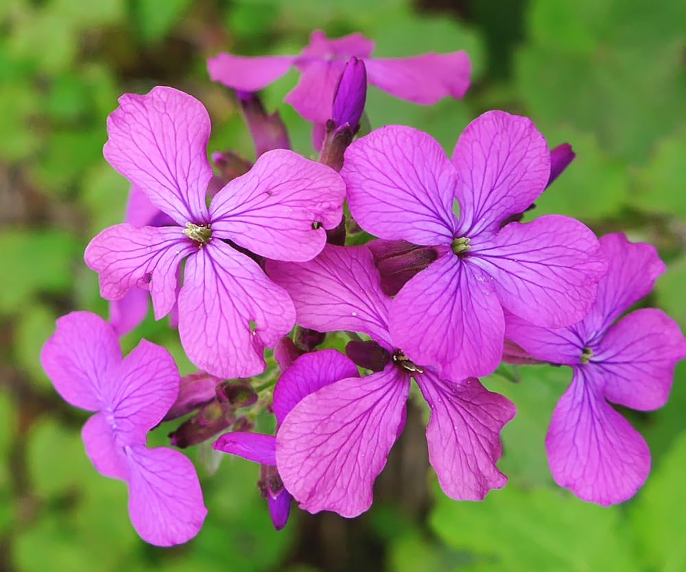 Dames Rocket Flower Seeds for Planting - Hesperis matronalis (500 Seeds)