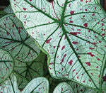 (5) Caladium Cranberry Star Bulbs, Root, Rhizome, Plant, Perennial