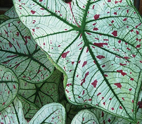 (5) Caladium Cranberry Star Bulbs, Root, Rhizome, Plant, Perennial