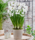 10 Christmas Daffodil Bulbs - Ziva Paperwhite Bulbs - Fast Flowering Indoor Blooms - Largest Bulbs Available - Paperwhite Bulbs for Forcing Indoors, Bonsai Plant