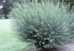One Basket Willow Bush Cuttings -Salix purpurea - Prized for Branches to Make Willow Baskets - A Short Thick Shrub Makes it Great for Privacy Screen - Streamco Willow Bush