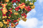 30 Strawberry Tree Seeds - Arbutus unedo - Non-GMO Seed. Made in USA