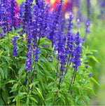 Blue Steel Sage Seeds for Planting - 50 Seeds - Easy to Grow