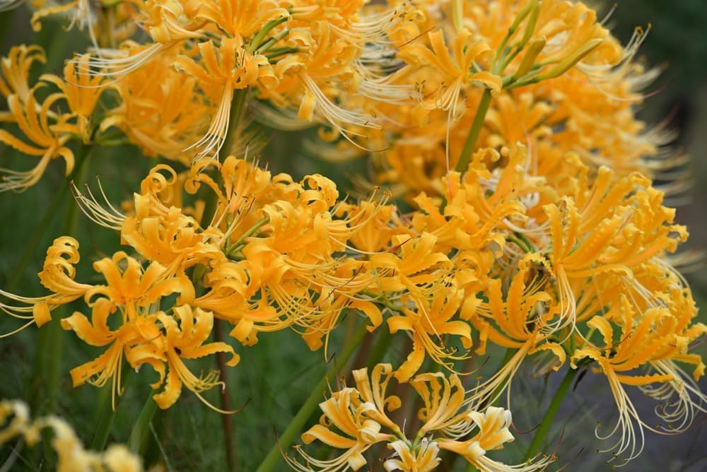 1 Gold Spider Lily Bulbs for Planting - Summer/Fall Perennial Flowers - Lycoris Aurea