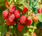 Red Caroline Raspberry Plants to Grow - Easy to Grow Rooted Plants - Grow Delicious Raspberry Fruits