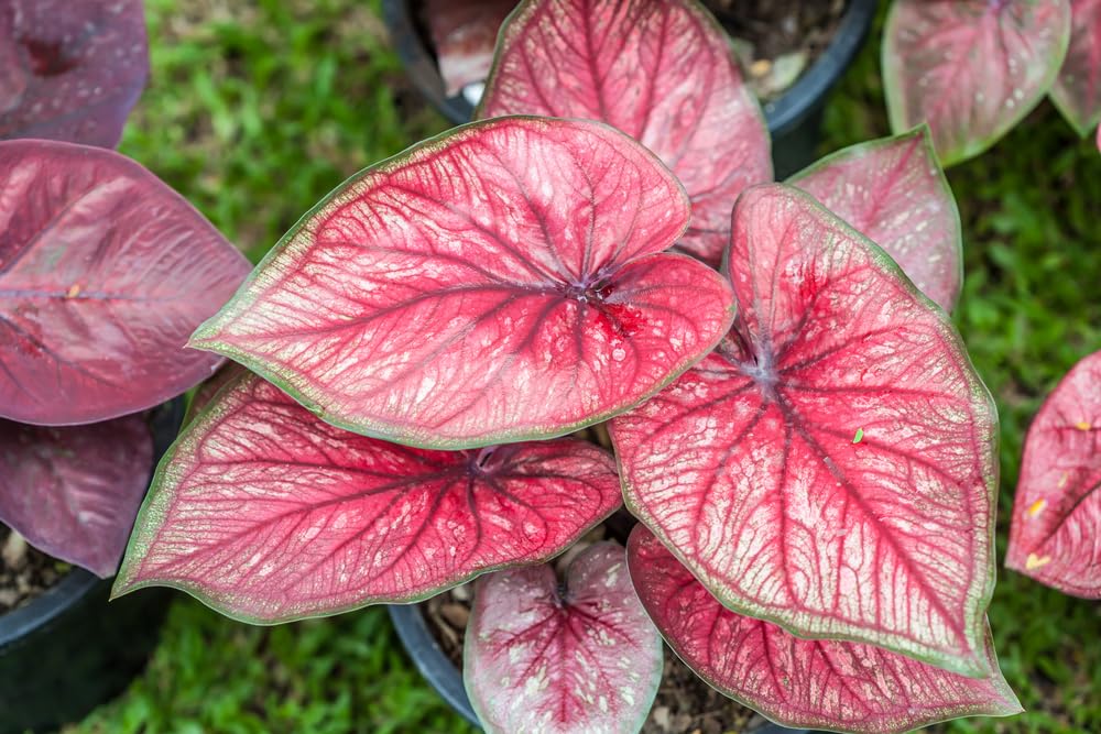 Florida Sweetheart Caladium Bulbs for Planting - Perennial Hosta, Elephant Ears, Fancy