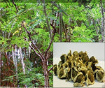 10 Seeds Moringa Seeds-drumstick Tree, Tree of Life or the Miracles Tree-moringa Oleifera