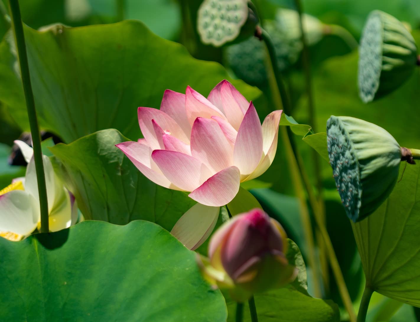 10 Lotus Seeds for Planting - Grow in a Bowl, Koi Pond, Outdoor Pond - Popular Indoor Aquatic Bonsai