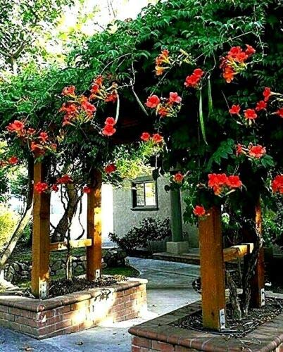 Dark Red Hummingbird Trumpet Vine Seeds Hardy Hummingbirds Love It jocad (20 Seeds)