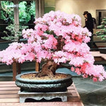 Weeping Cherry Bonsai Tree Seeds for Planting | 10+ Seeds | Highly Prized for Bonsai, Weeping Cherry Tree