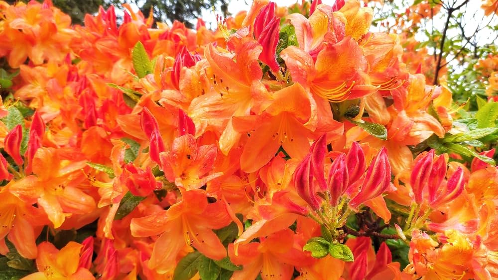 30 Orange Azalea Flower Seeds for Planting - Rhododendron austrinum