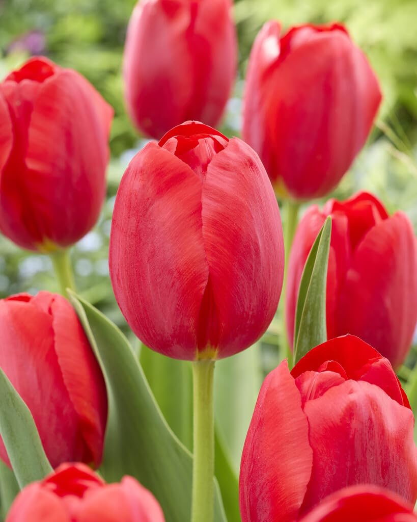 Fancy Red Tulip Bulbs for Planting, Easy to Grow Perennial Flower Bulbs