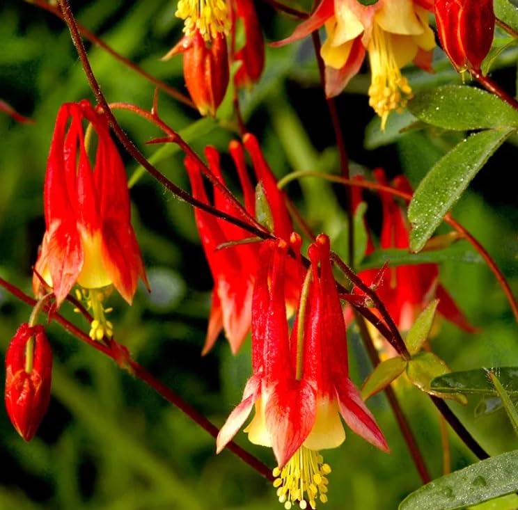 Red Columbine Rootstock for Planting - 1 Year Old Plant, Ready to Produce