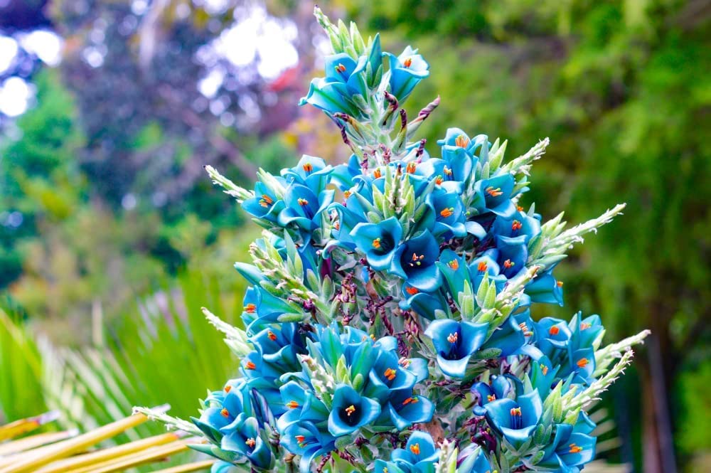 15 Sapphire Tower Seeds for Planting - Rare Flowering Cactus - PUYA Seeds